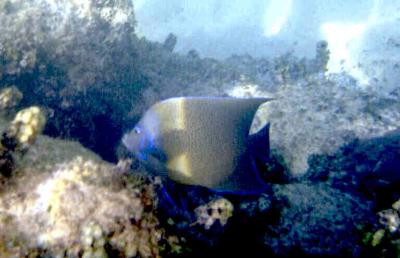 Semicircle Angelfish