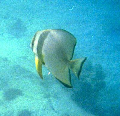 Circular Spadefish
