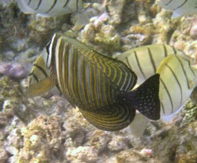 Sailfin Tang
