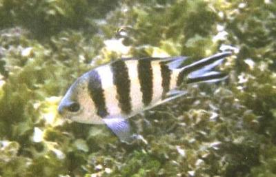 Scissor-tailed Sargeant