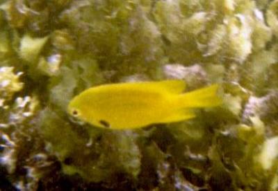 Sulphur Damsel
