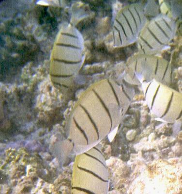 u32/mdbonh/medium/20942539.seychelles20002.jpg