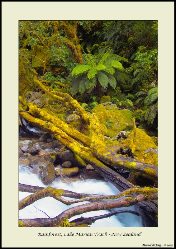 Rainforest - Milford Sound