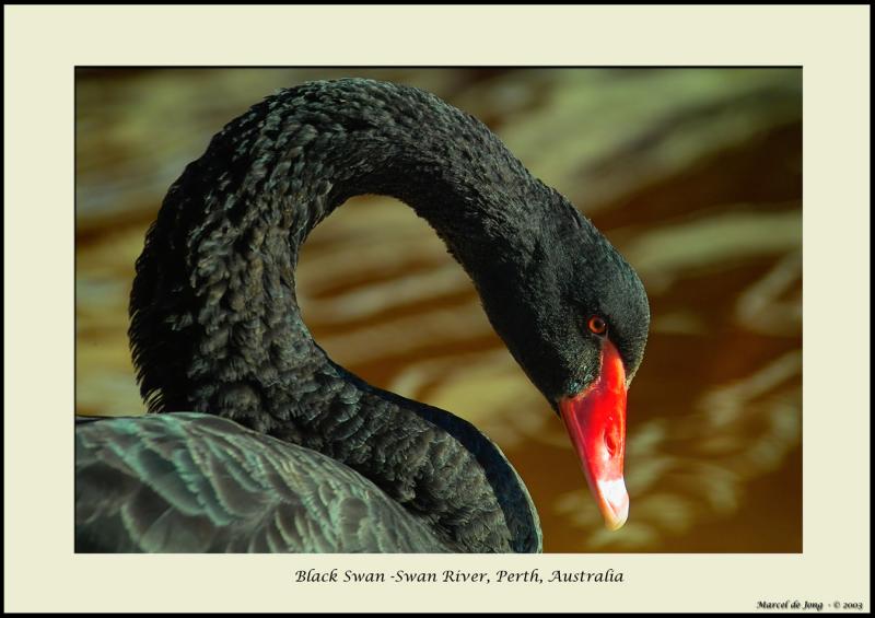 Black Swan 2 - Swan River