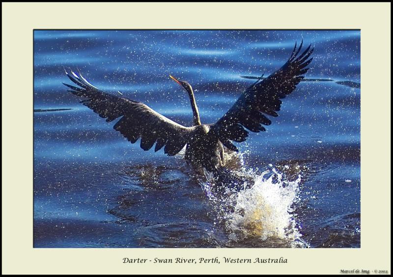 darter2_crop.jpg