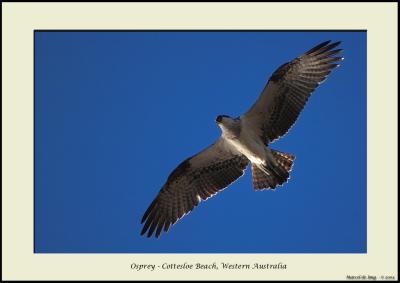 osprey20.jpg