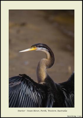 Darter - Swan River