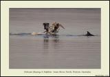 Pelicans Chasing a Dolphin - Swan River