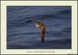 osprey22.jpg
