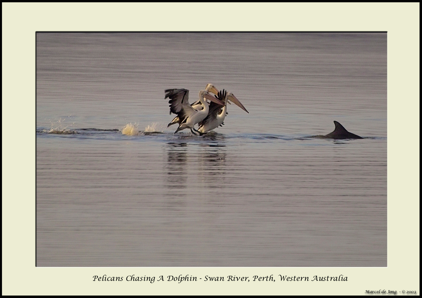 Pelicans Chasing a Dolphin - Swan River