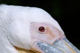 up close & pelican
