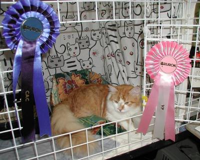 Punkku and his first CAC and BIV rosettes.