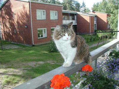 Siberian Cats Boogie & Hugo  - September 2003  - Syyskuussa 2003