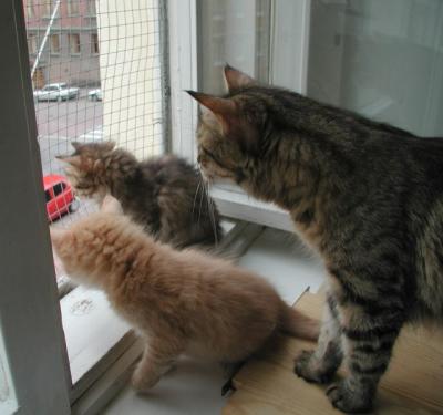 Pikku, Riki And mom Roosa following the street traffic