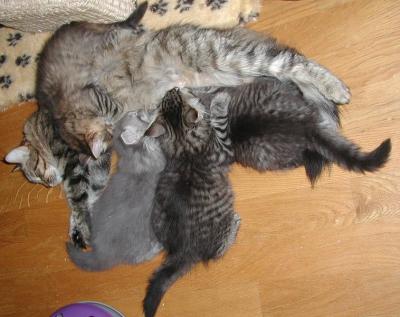 Roosa and four big babies