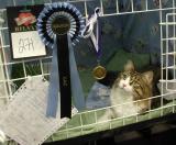 Boogie and his CAC rosette and nomination medail.