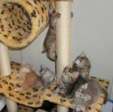 All kittens
