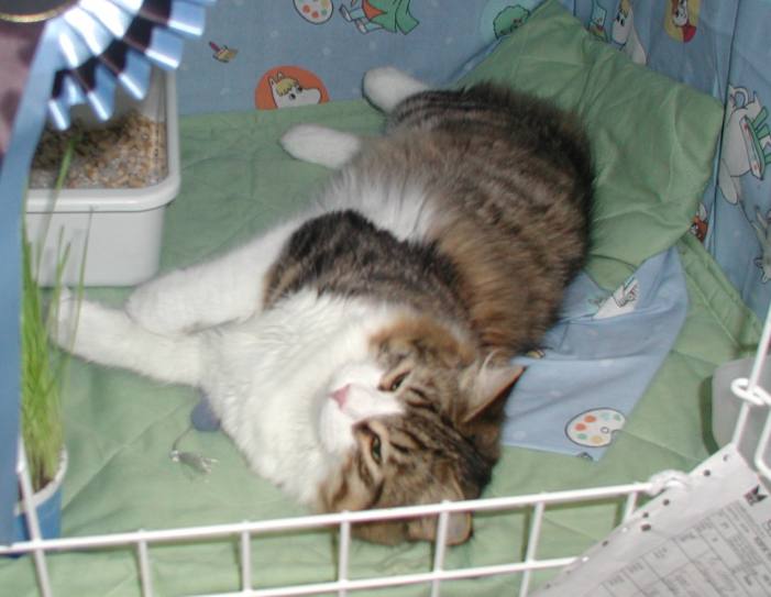 A cat mint mouse as only company in the show pen.