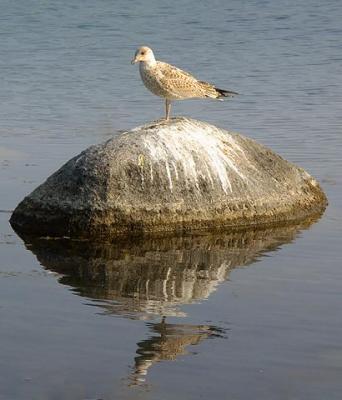 Gull on 'Whitewashed' Rock