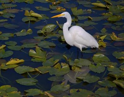 Great Egret 2337