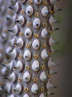 Cactus Closeup3