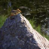 Chipmunk on a Rock
