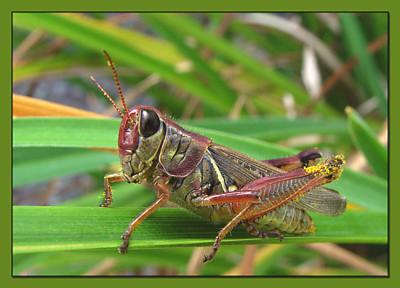 Grasshopper