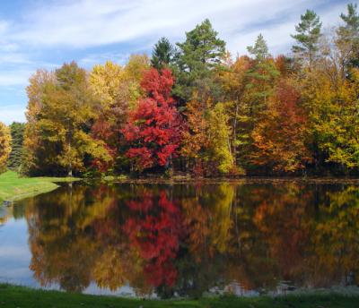 Reflections in the Pond