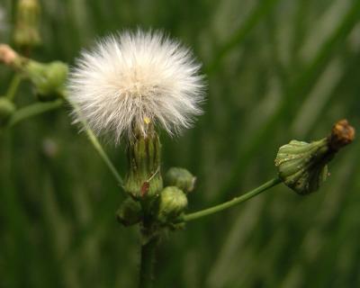 White Weed