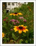 In a Flower Garden on Avenue M
