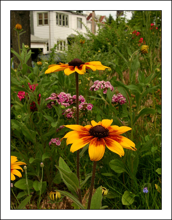 In a Flower Garden on Avenue M