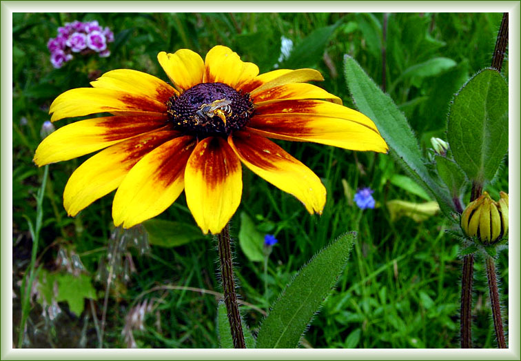 The Flower of Brooklyn
