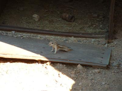 For some reason, this creature is known as an 'Antelope Squirrel'. Something along those lines anyway.