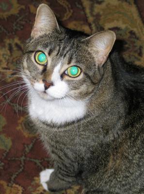glowing eyes