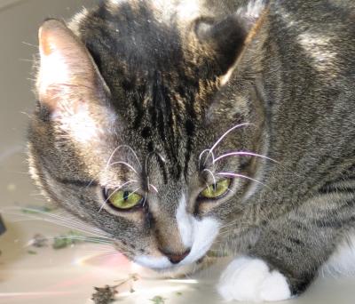 Hunting catnip