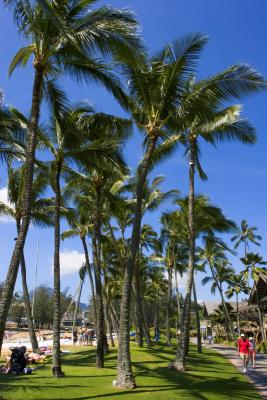 the palms