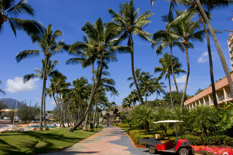 palms