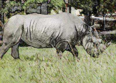 Rhino sketch.jpg