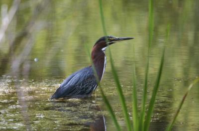 Green Heron in close-up