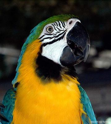 sweet macaw