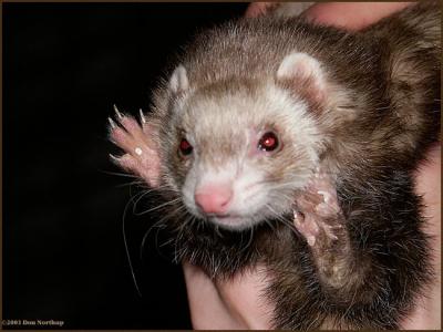 fox-our-ferret.jpg