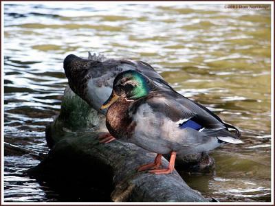 duck-shining-green-head.jpg