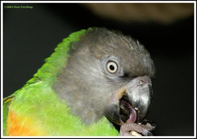 parrot-tounge.jpg