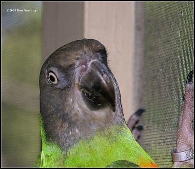 parrot-moochie-on-the-scree.jpg