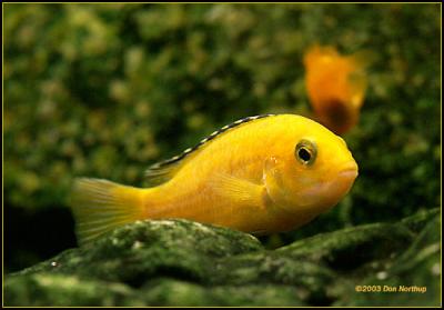 lemon-yellow-and-algae.jpg