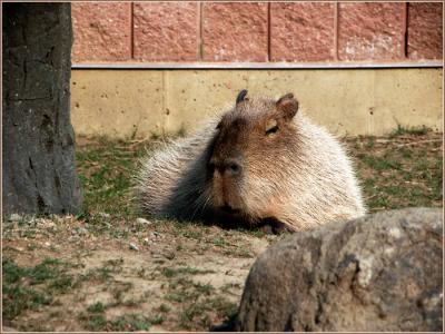 Capybara-I.jpg
