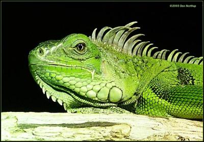 really-green-lizard.jpg