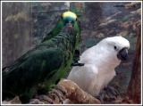 parrots-a-mix.jpg