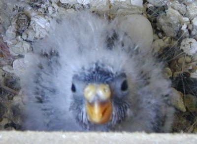 Baby Bourke Parakeet