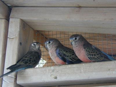 Adults...female on the left and 2 males on the right